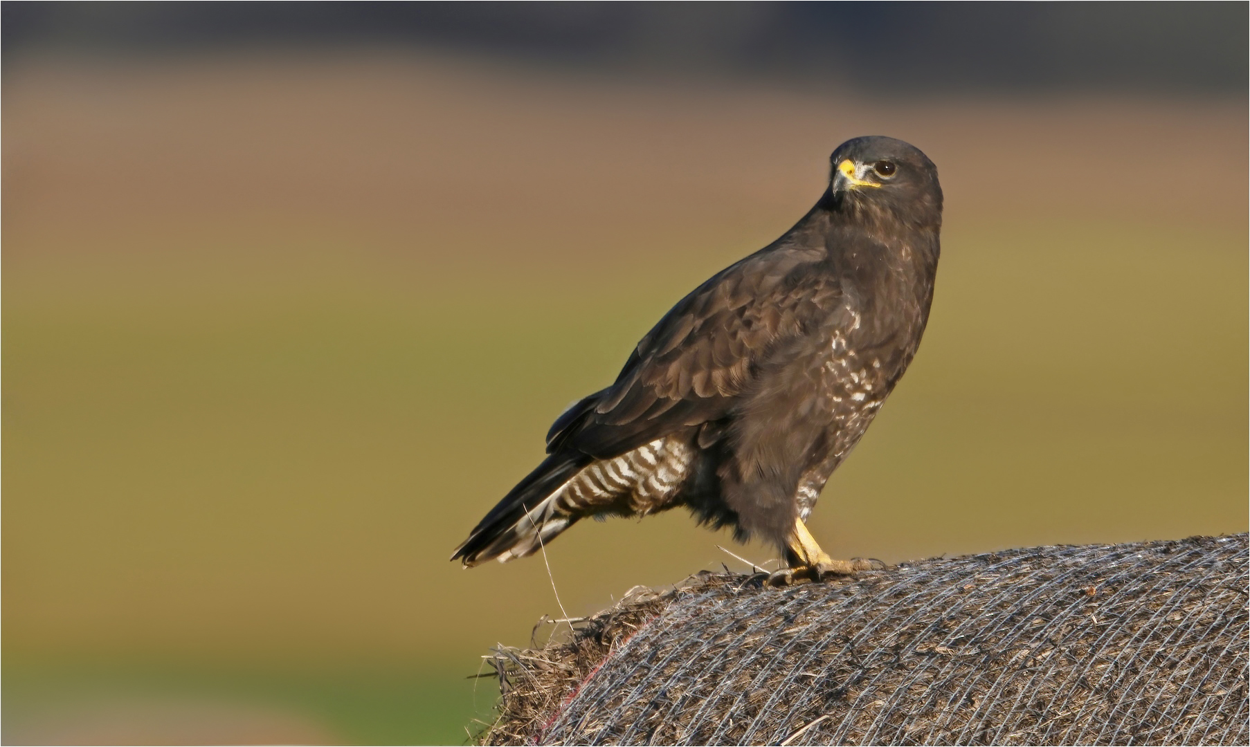 Mäusebussard 