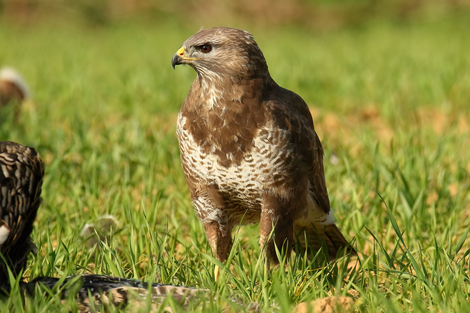 Mäusebussard