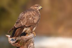 Mäusebussard