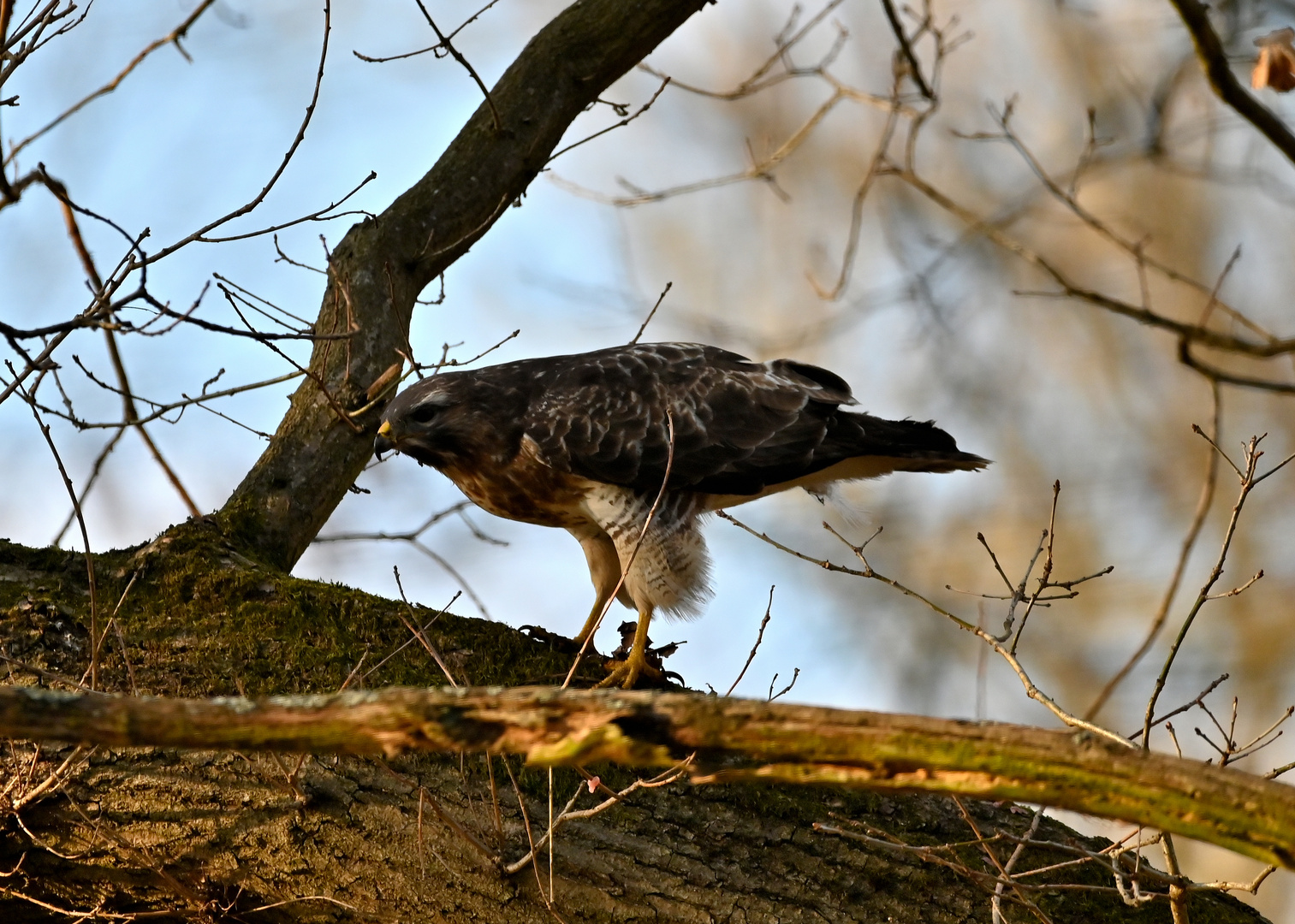 Mäusebussard