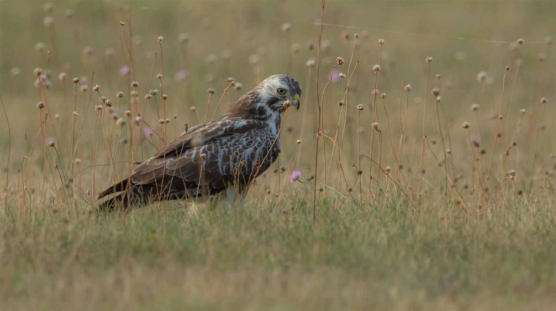 Mäusebussard