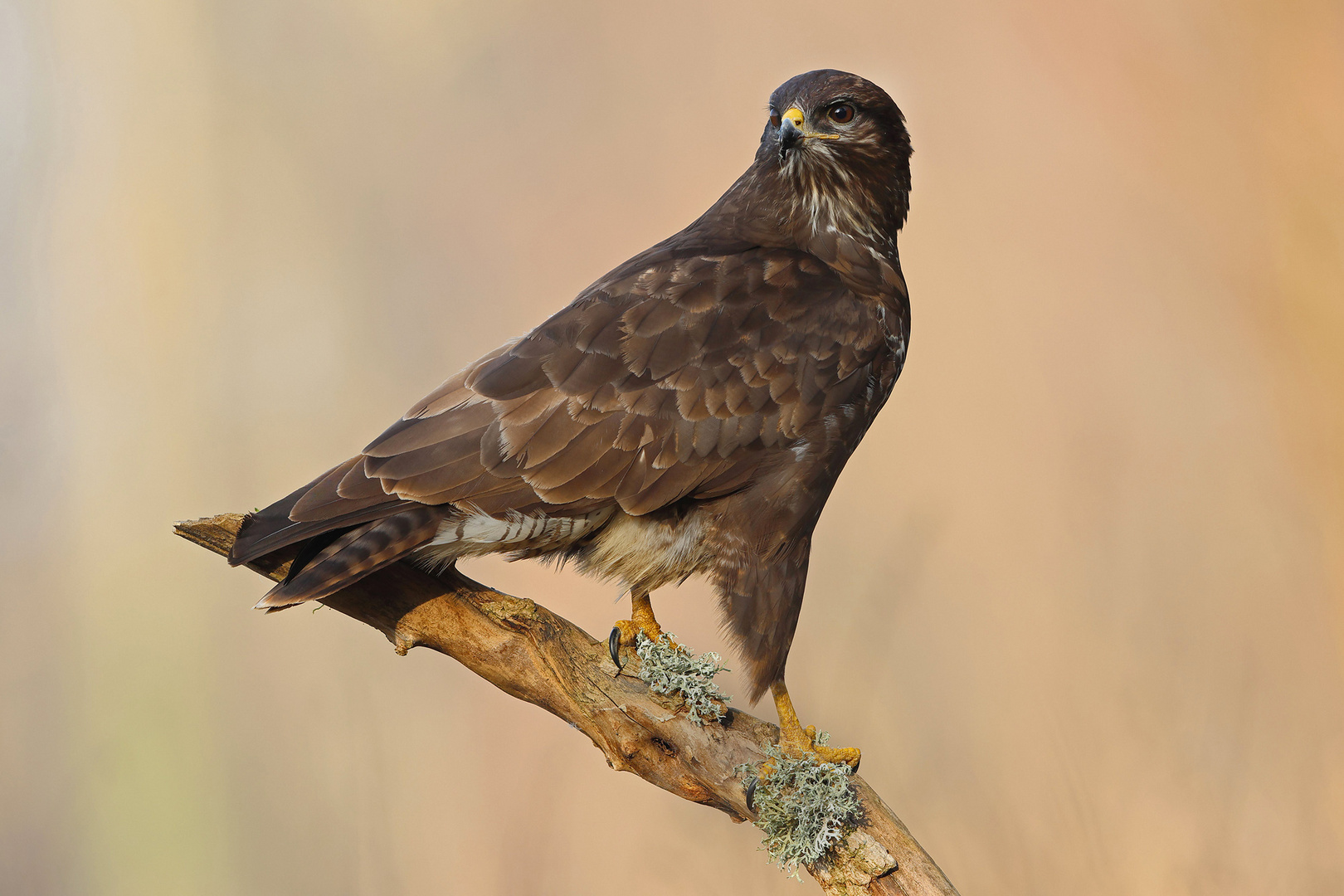 Mäusebussard