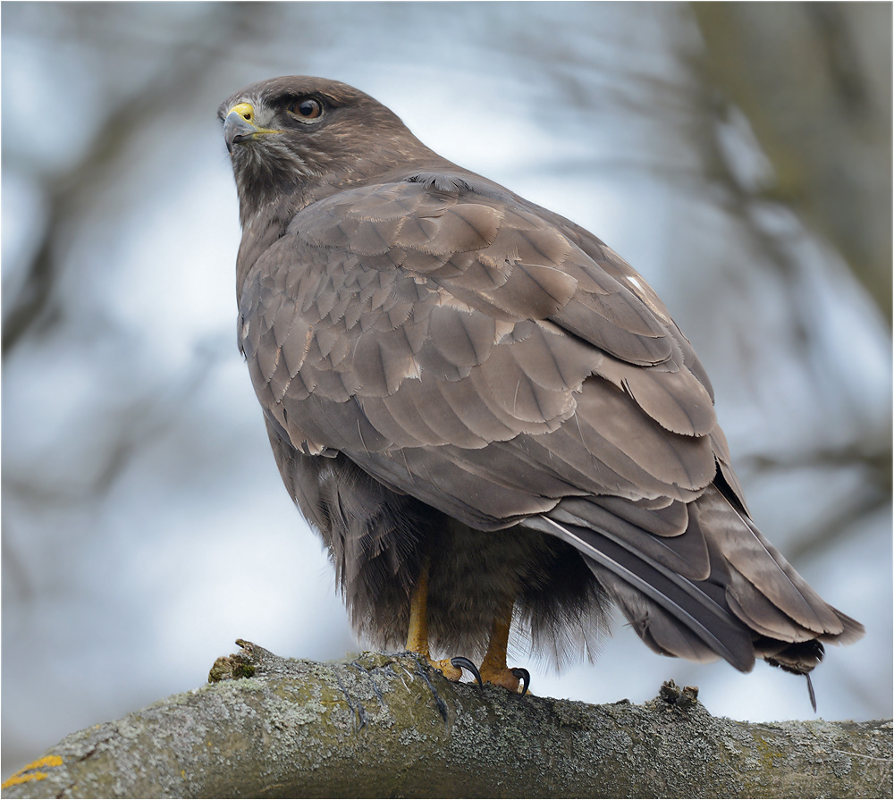 Mäusebussard