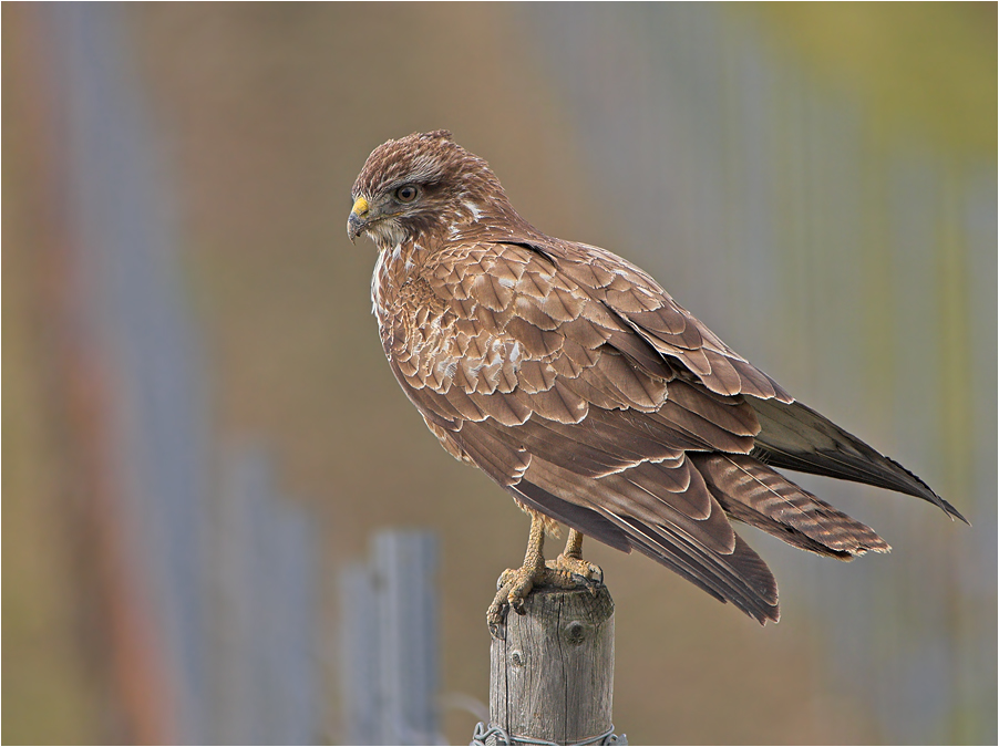 Mäusebussard