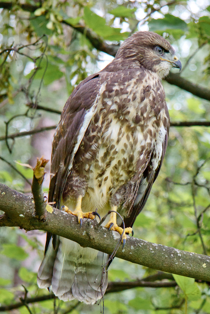 Mäusebussard