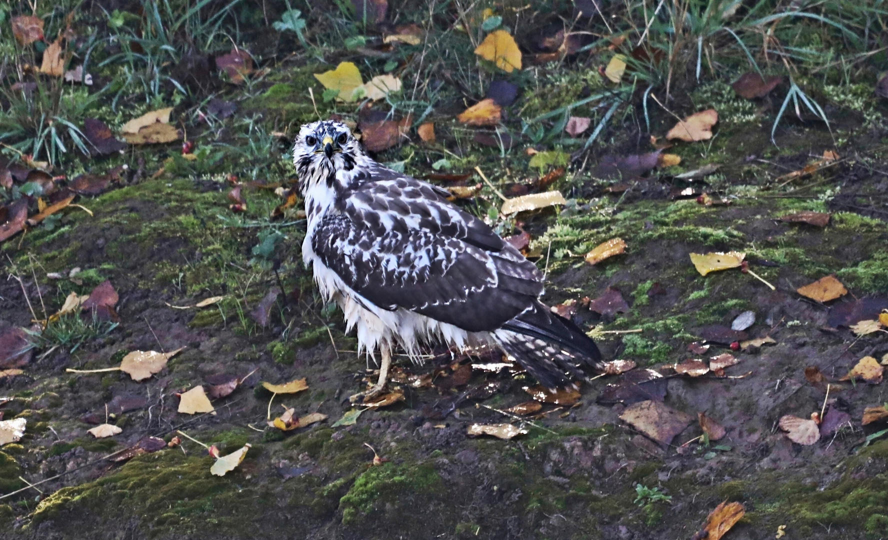 Mäusebussard 