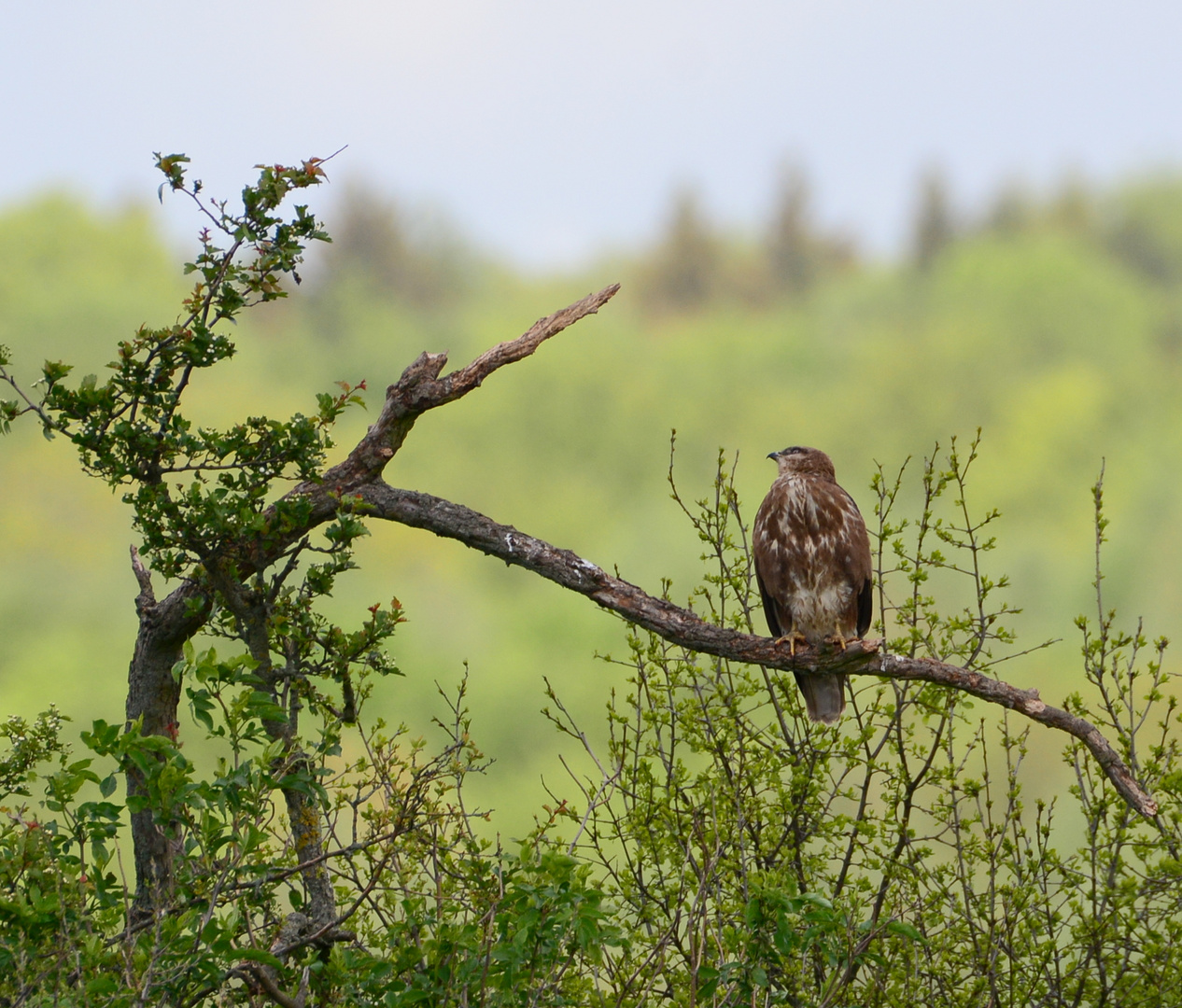 Mäusebussard