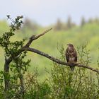 Mäusebussard