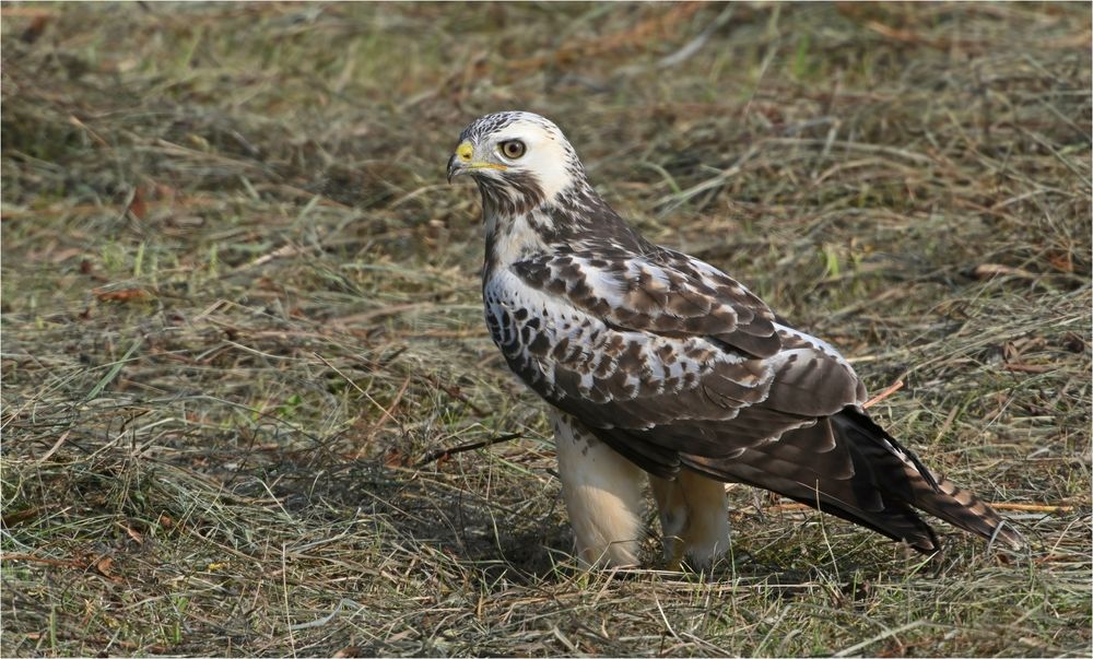 Mäusebussard 