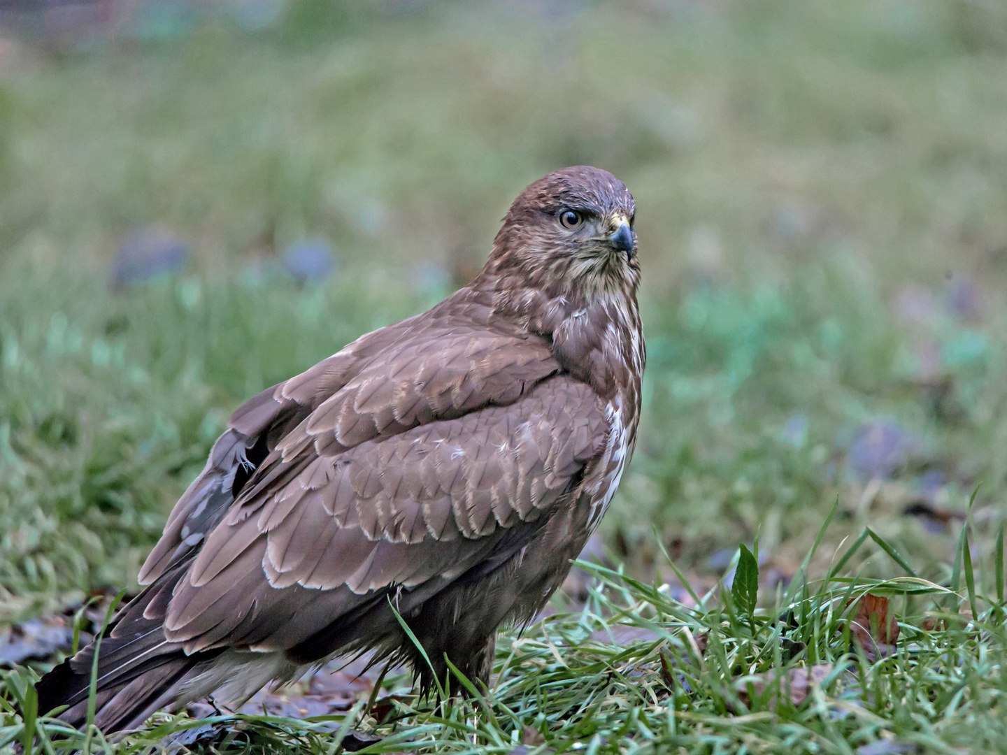 Mäusebussard