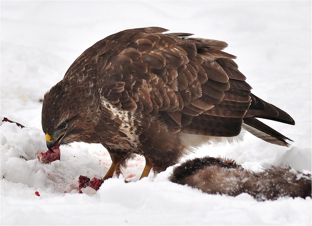 Mäusebussard