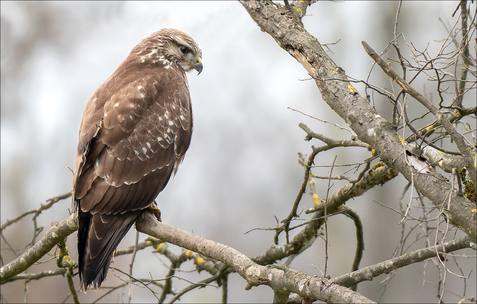 Mäusebussard