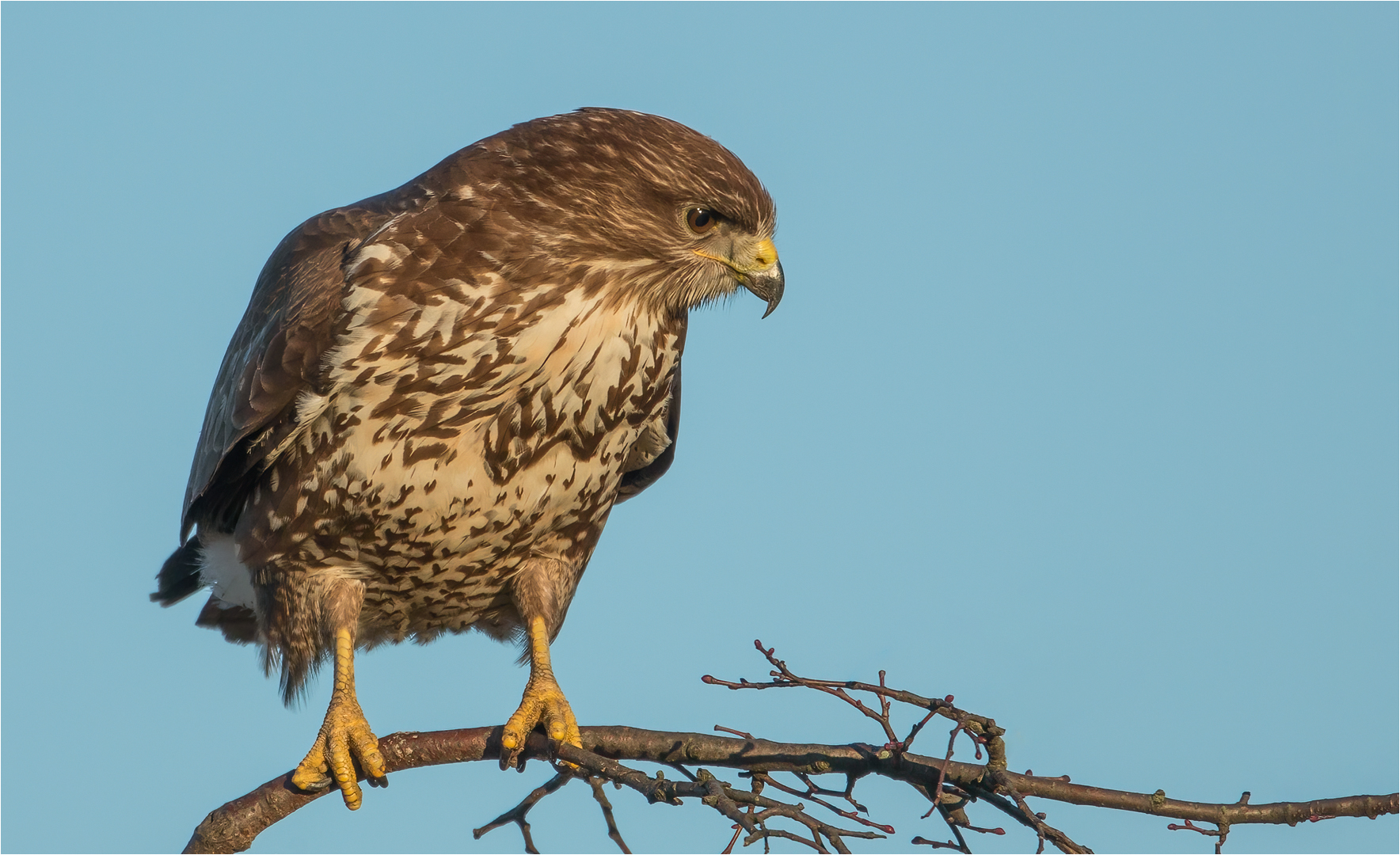 Mäusebussard