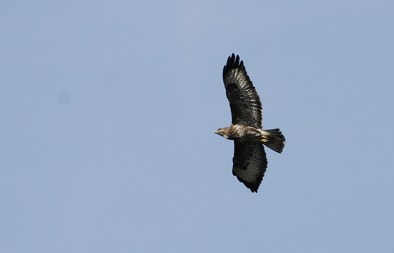 Mäusebussard