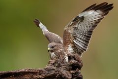 Mäusebussard
