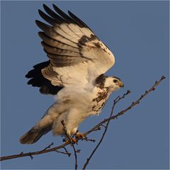 Mäusebussard