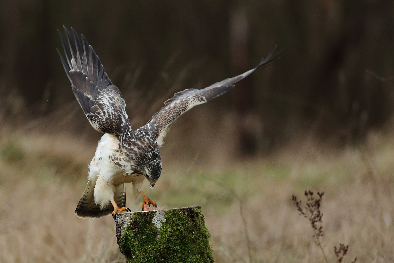 Mäusebussard 