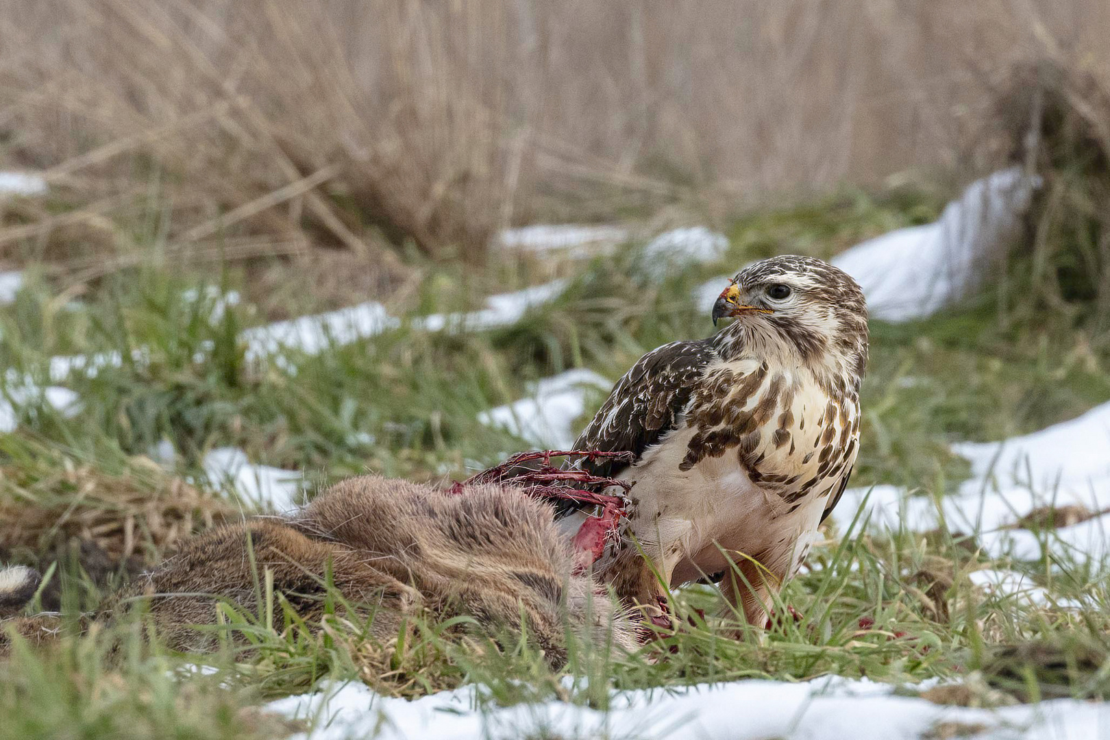 Mäusebussard