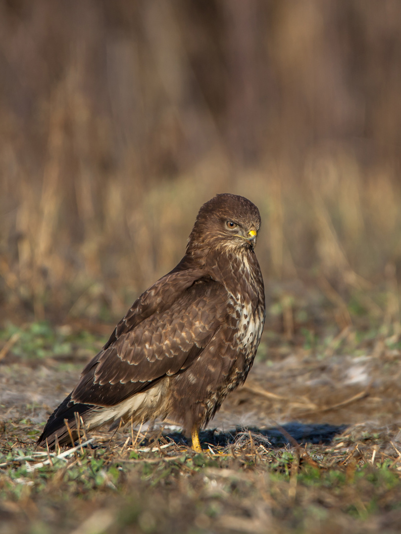 Mäusebussard