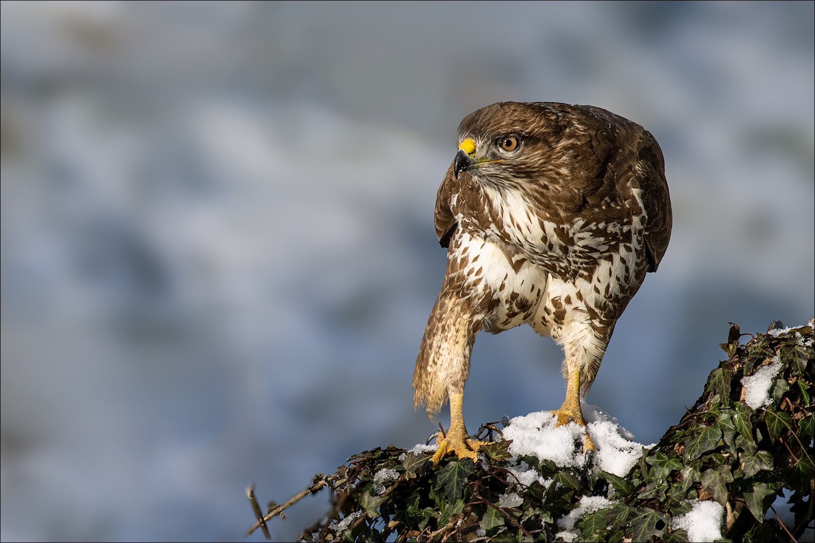 Mäusebussard