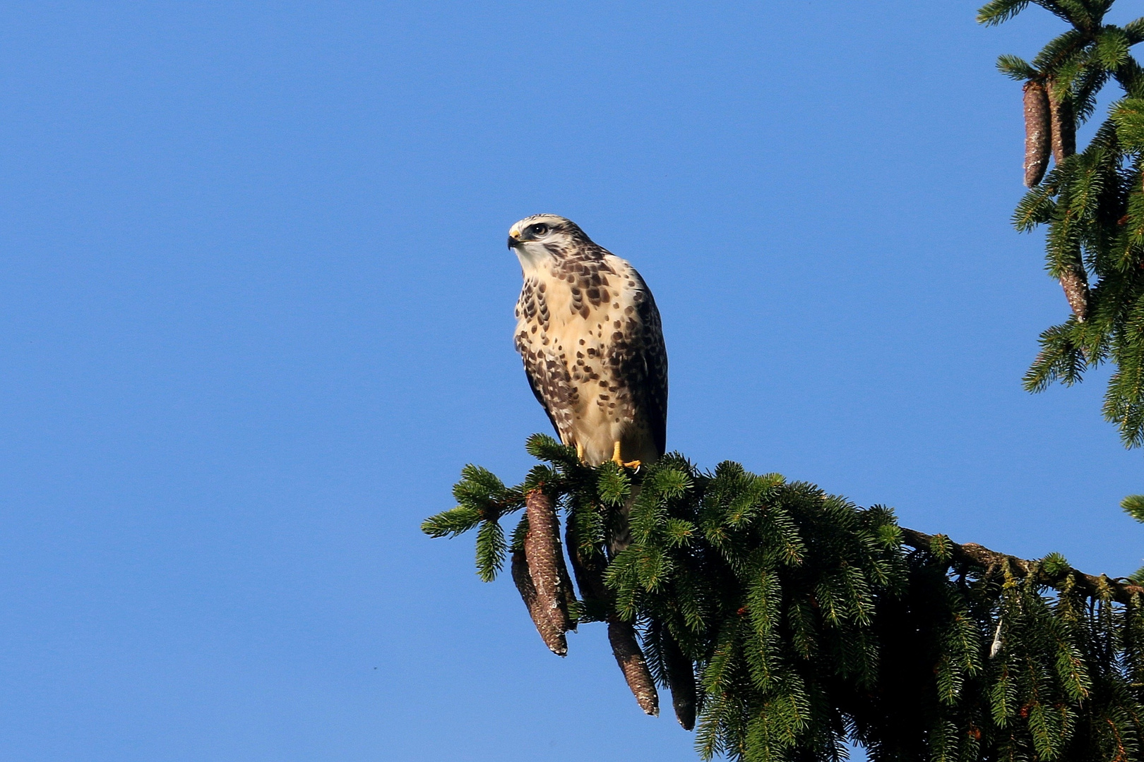 Mäusebussard