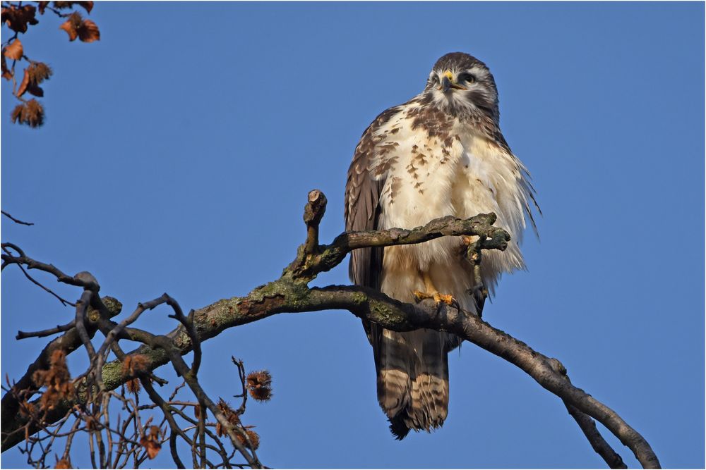 Mäusebussard