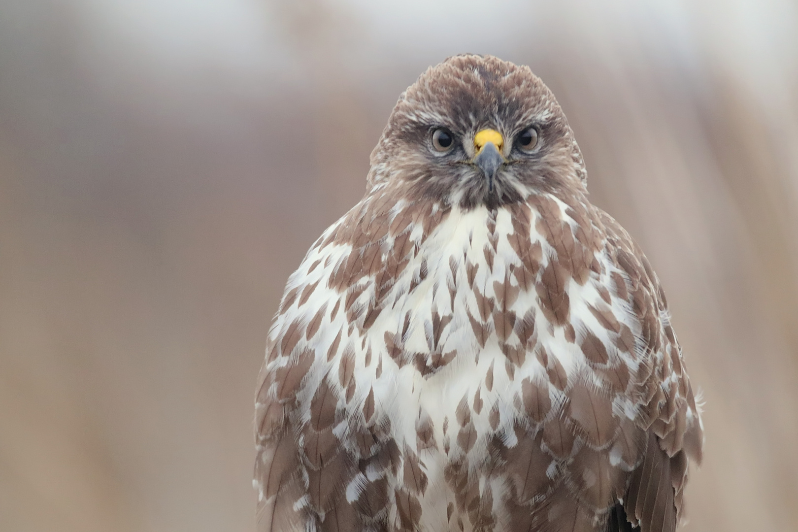 Mäusebussard