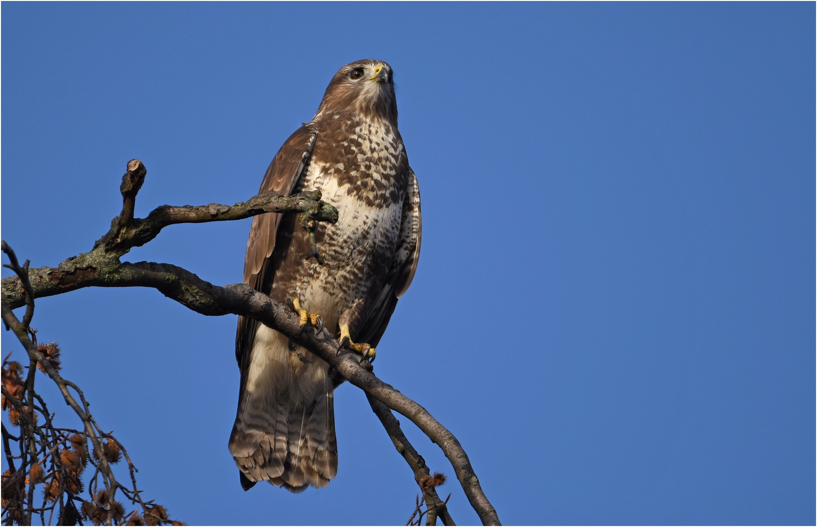 Mäusebussard