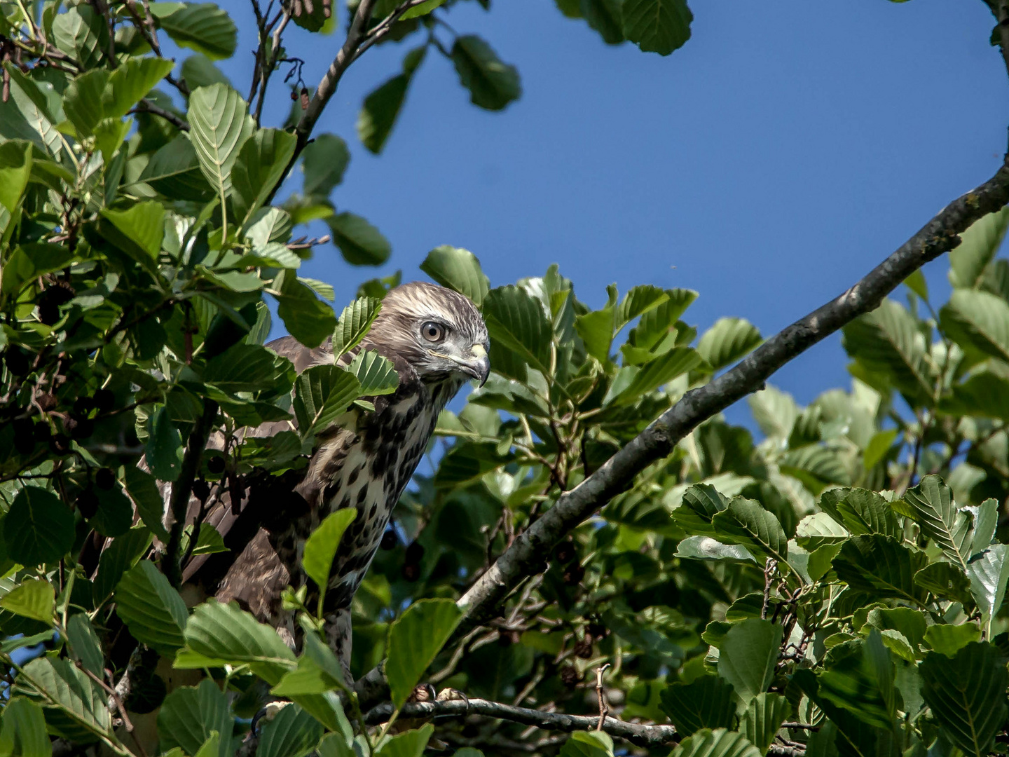 Mäusebussard