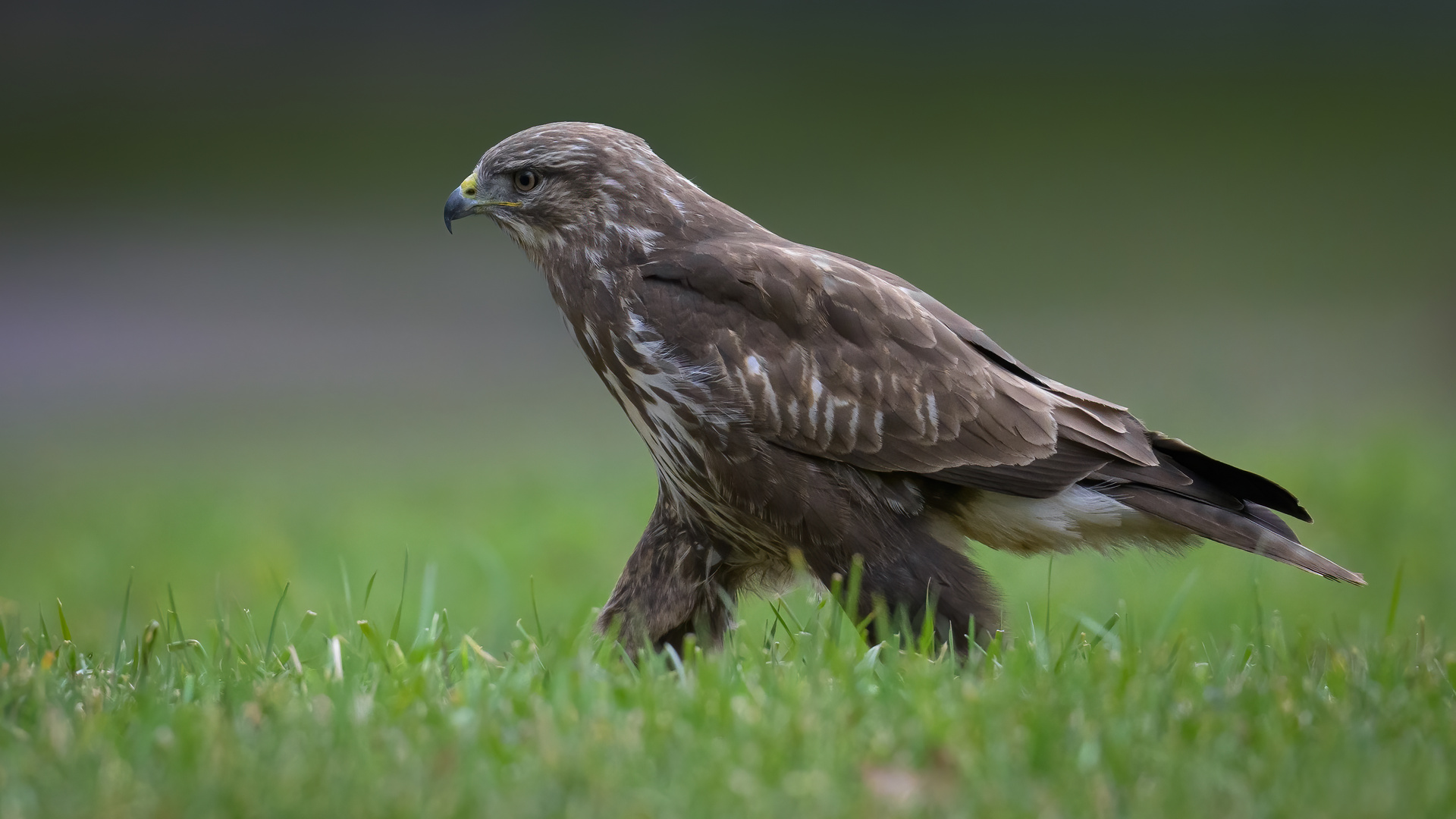 Mäusebussard