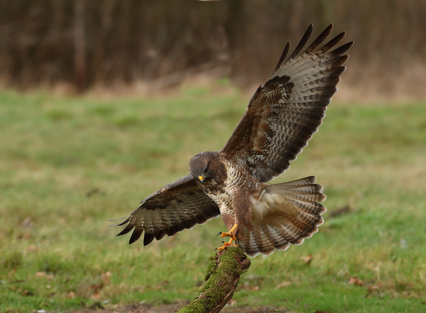 Mäusebussard 