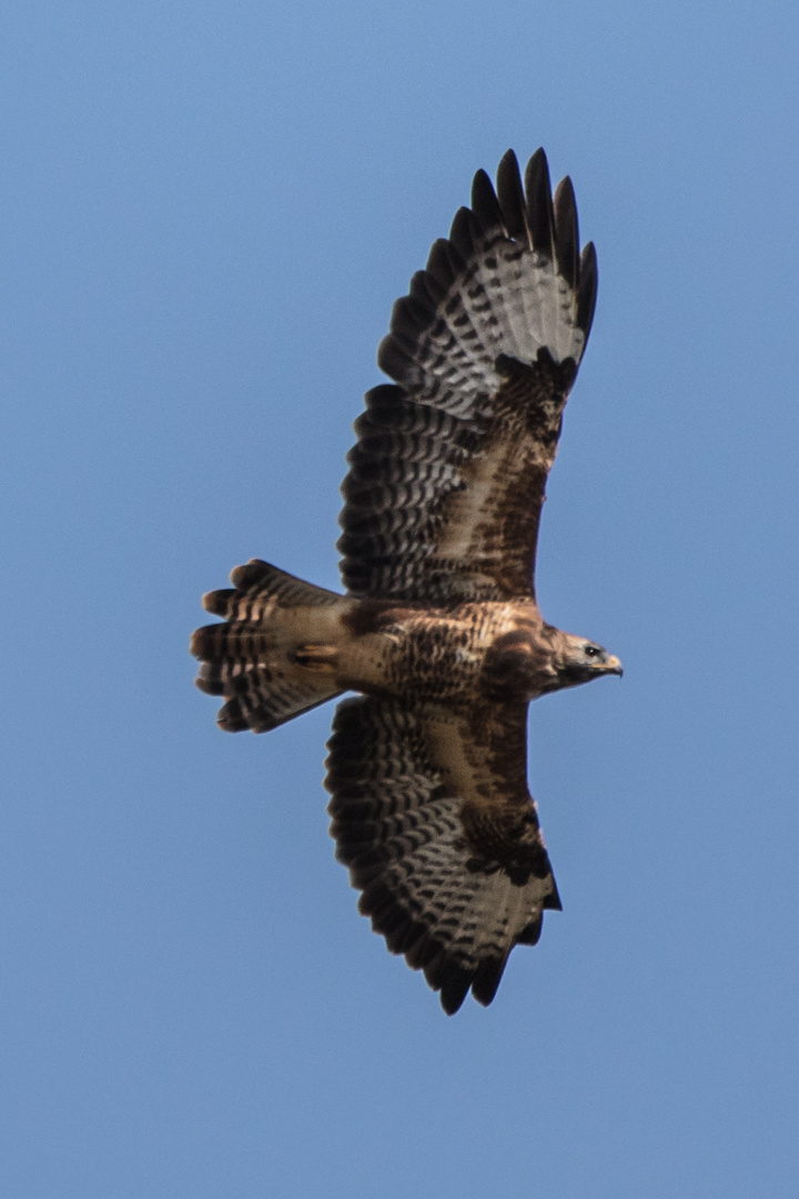 Mäusebussard