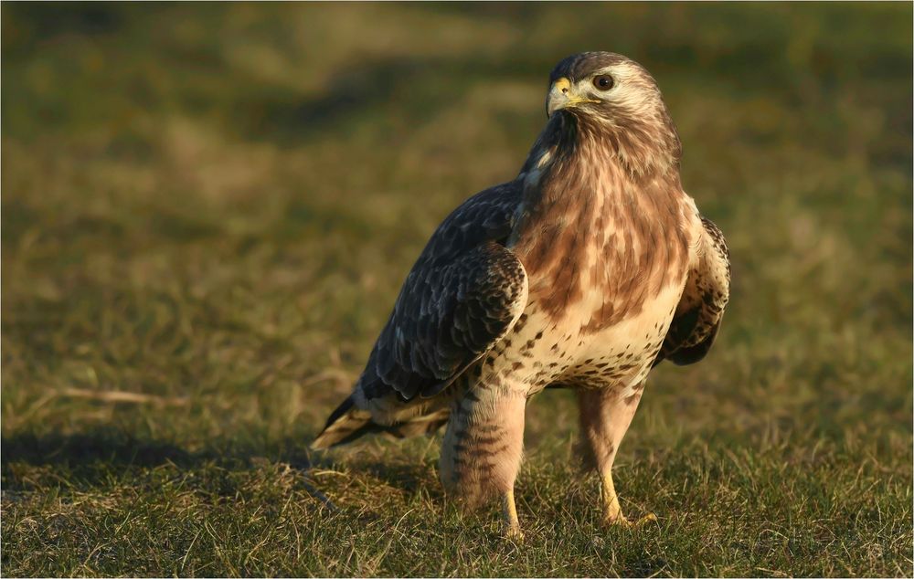 Mäusebussard