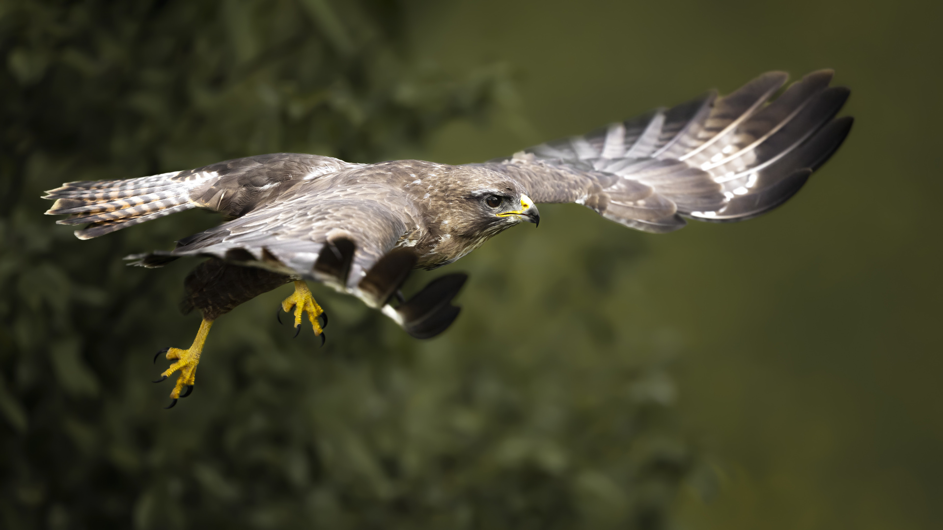 Mäusebussard