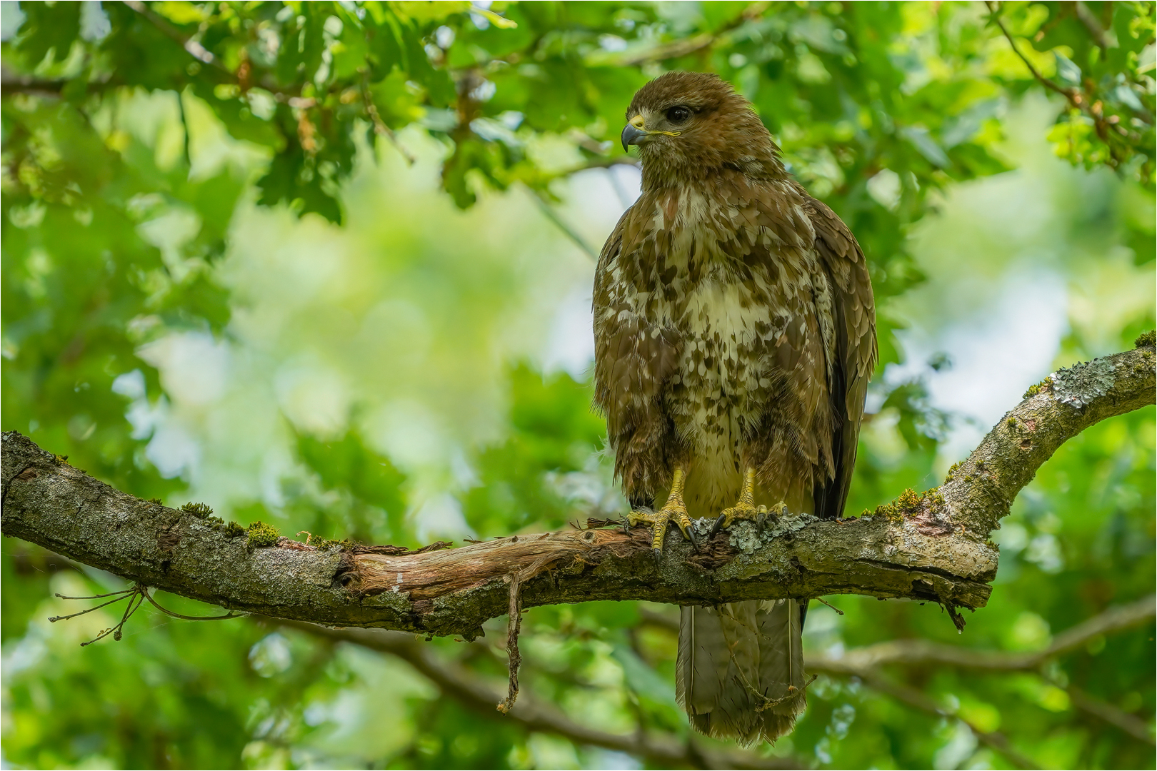 Mäusebussard