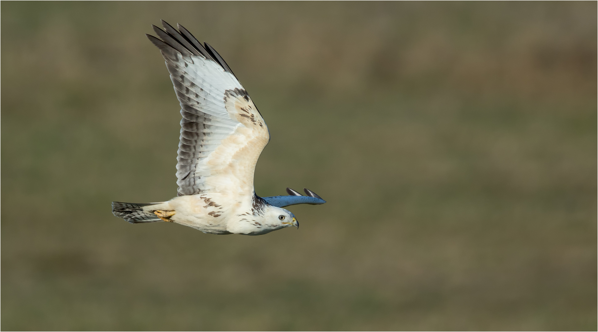 Mäusebussard