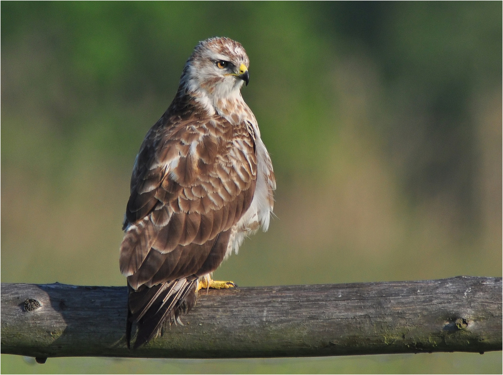 Mäusebussard