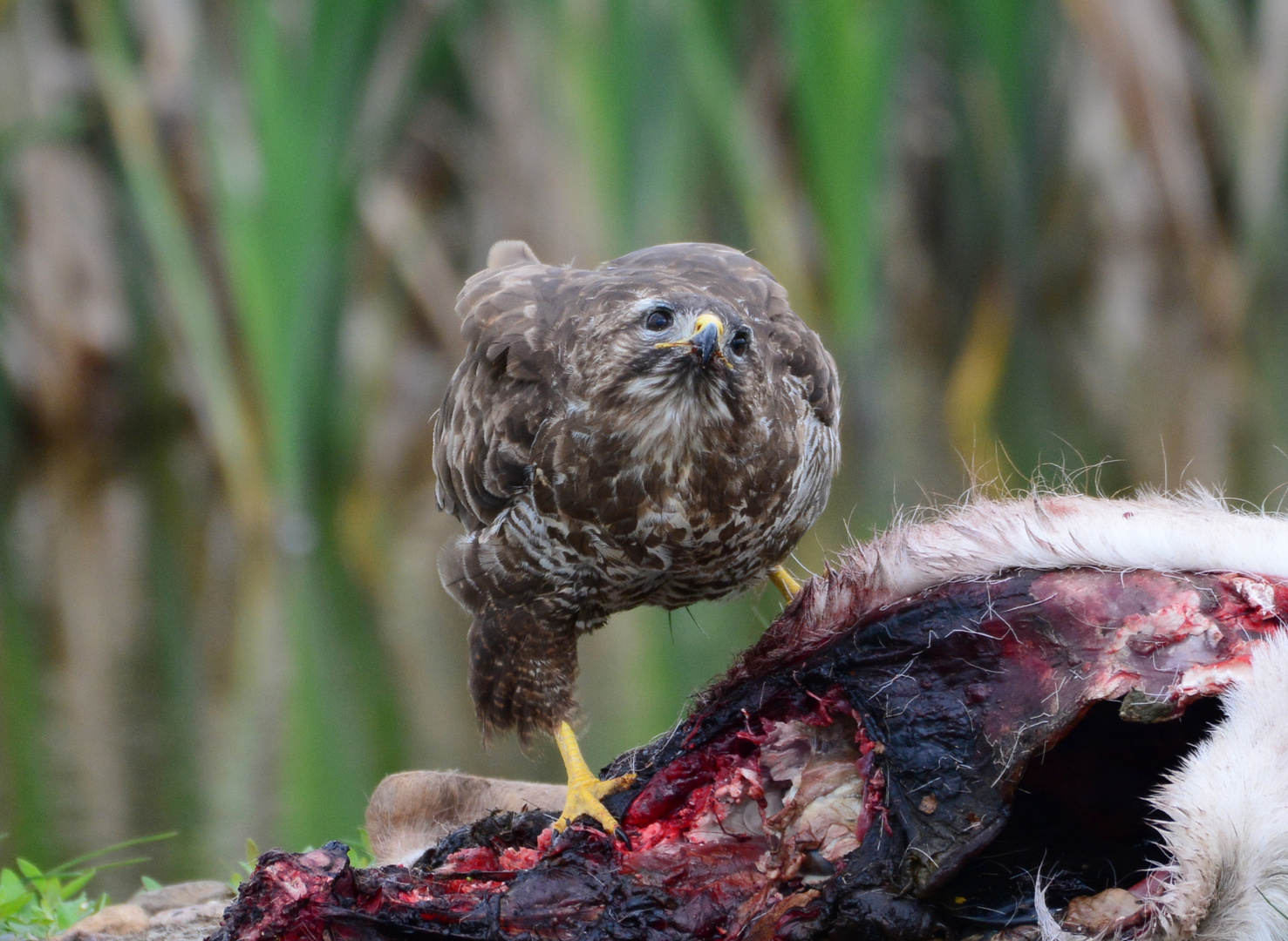 Mäusebussard