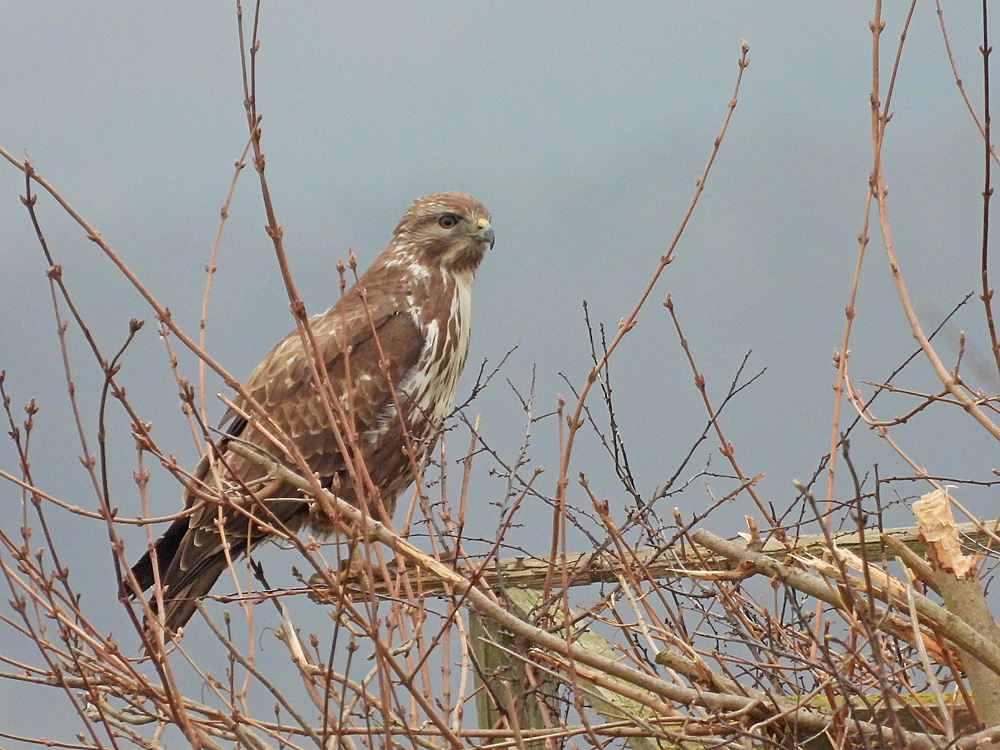 Mäusebussard