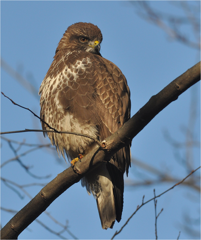 Mäusebussard