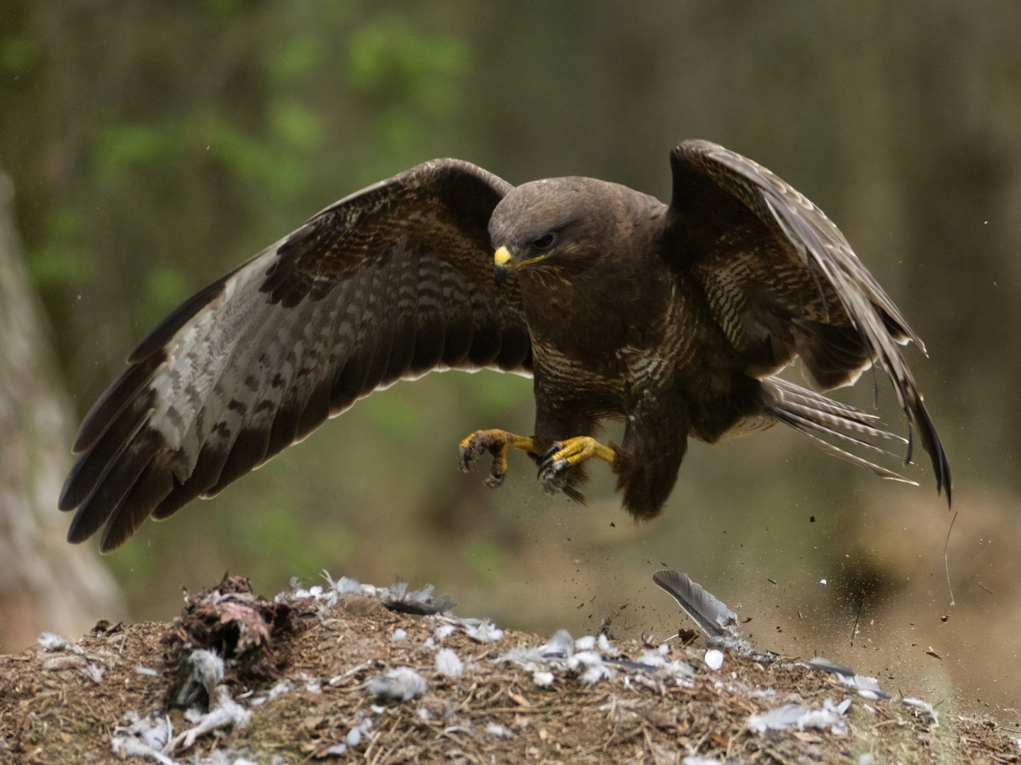 Mäusebussard