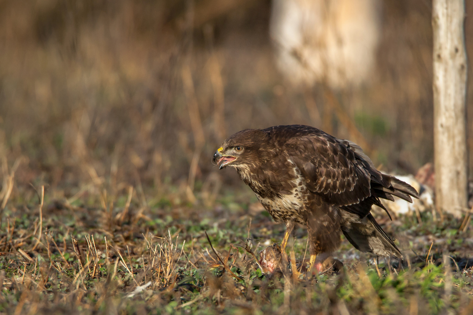 Mäusebussard