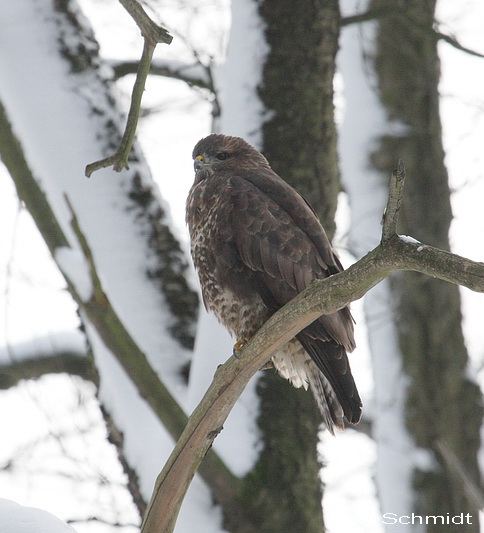 Mäusebussard