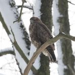 Mäusebussard