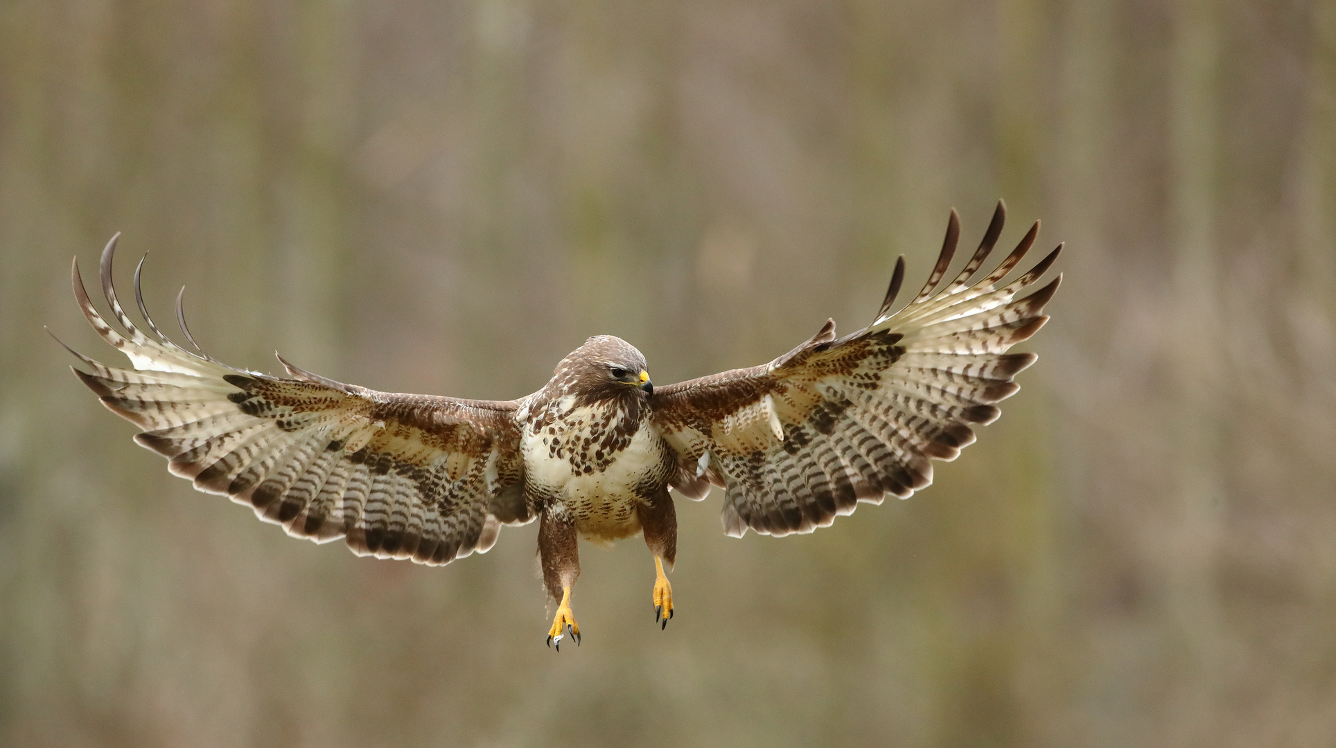 Mäusebussard