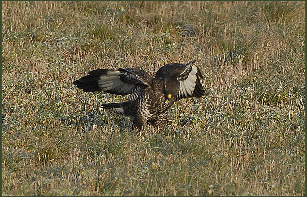 Mäusebussard 4