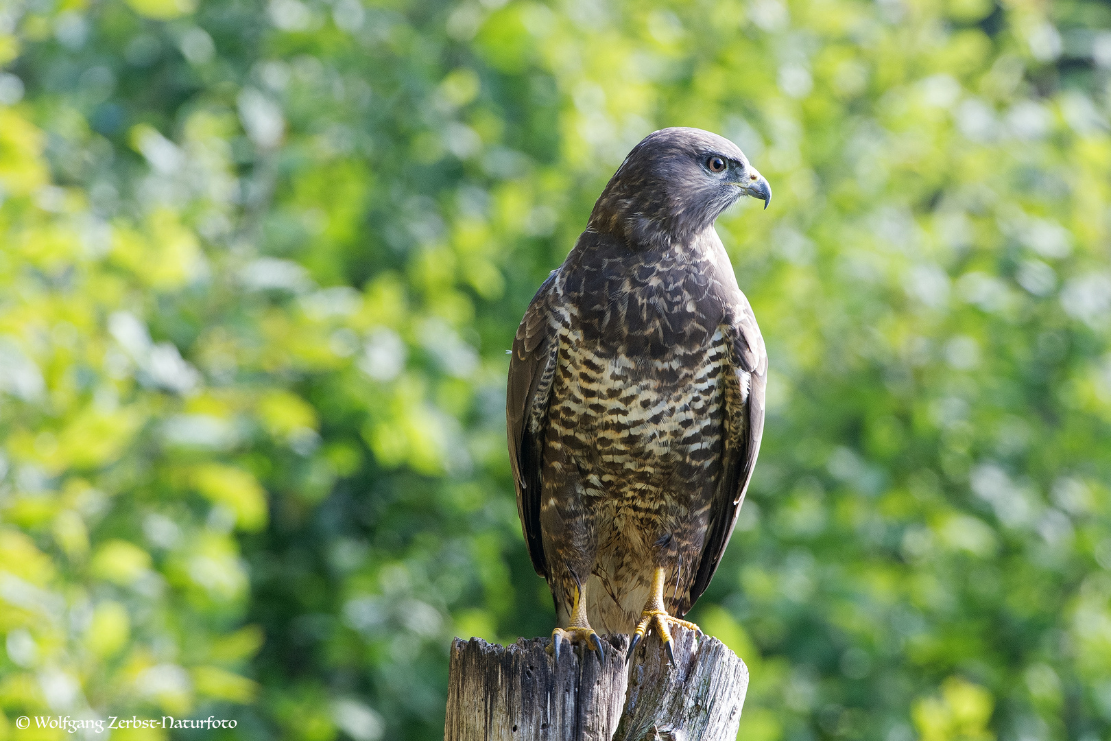 --- Mäusebussard 4 ---