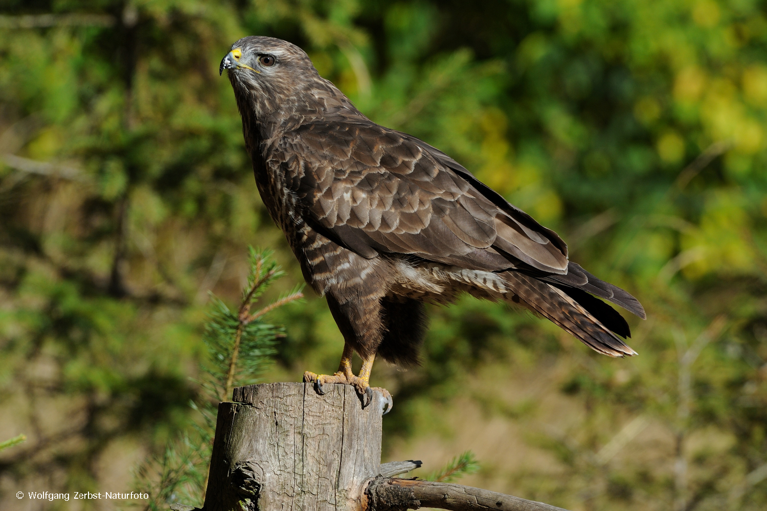 --- Mäusebussard 4 ---   ( Buteo buteo )