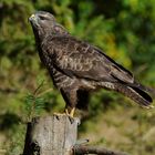 --- Mäusebussard 4 ---   ( Buteo buteo )