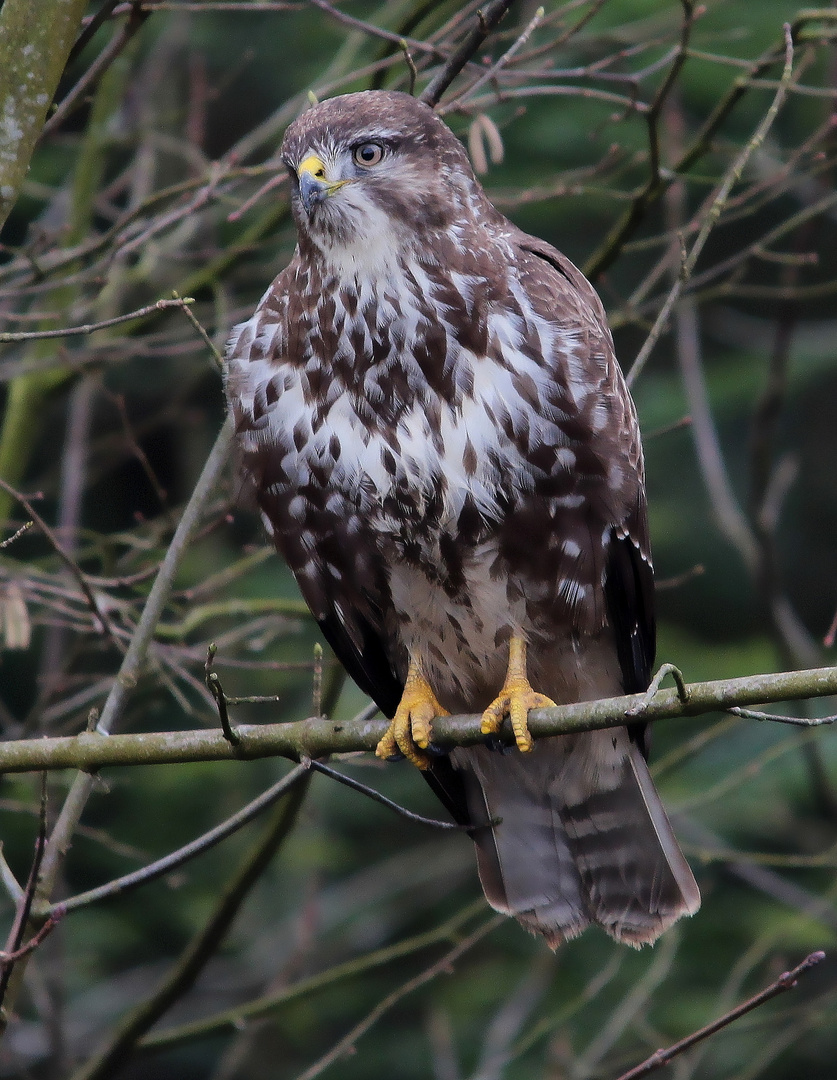 Mäusebussard 4 (Buteo buteo)